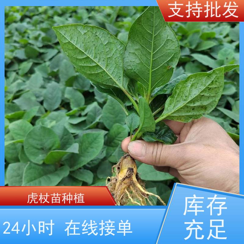 梵丰 虎杖 根须发达耐旱耐寒 成活率高 常绿植物