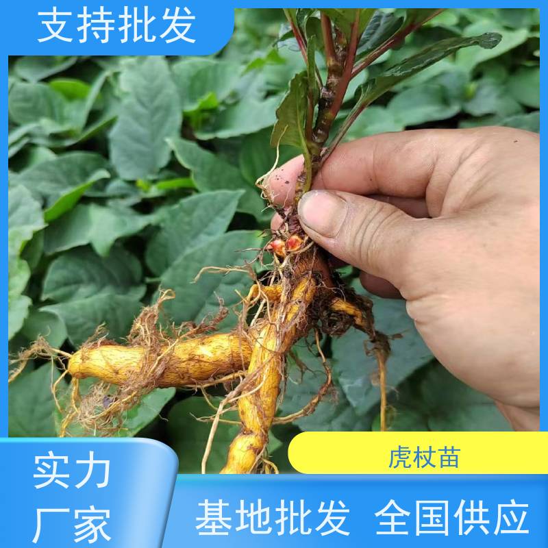梵丰 虎杖苗 根须发达耐旱耐寒 苗圃产地 品质保证
