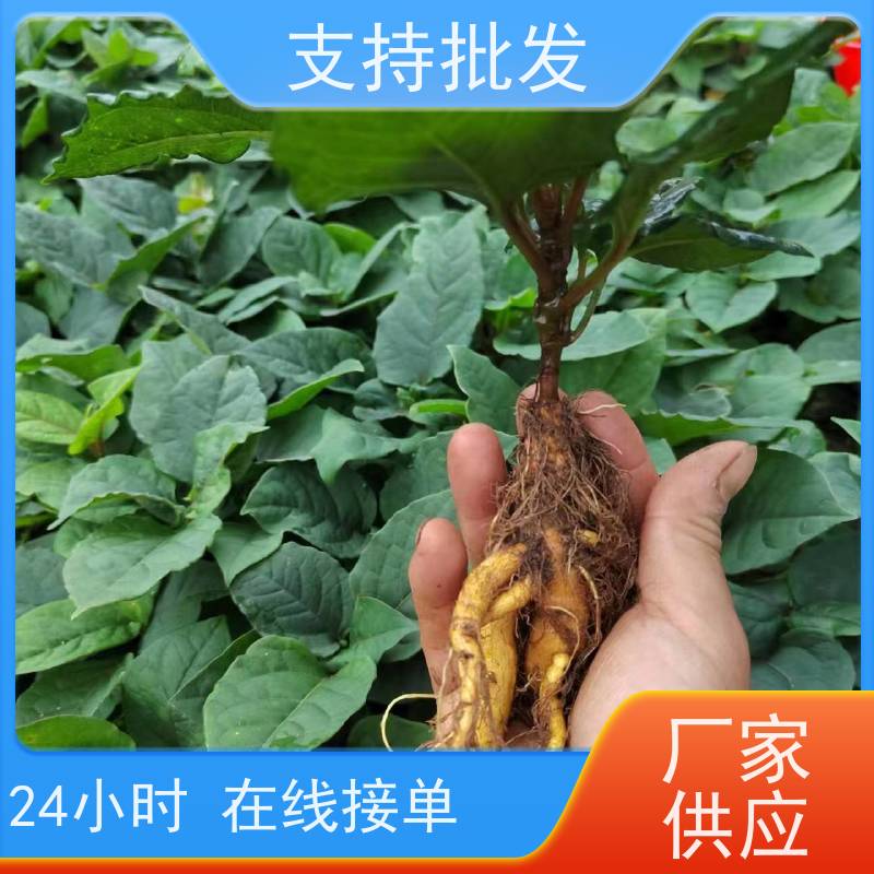 梵丰1号 虎杖驯化苗 景区园林绿化造景工程苗 在线接单