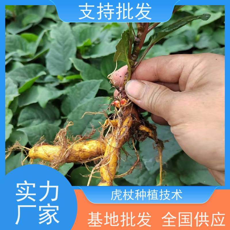 梵丰1号 虎杖驯化苗 虎丈大叶植物水培净化 欢迎来电洽谈