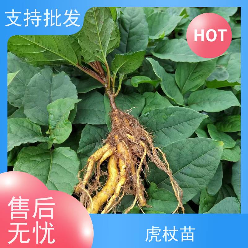梵丰 虎杖苗培育 大小苗种苗 基地供应 种植技术分享