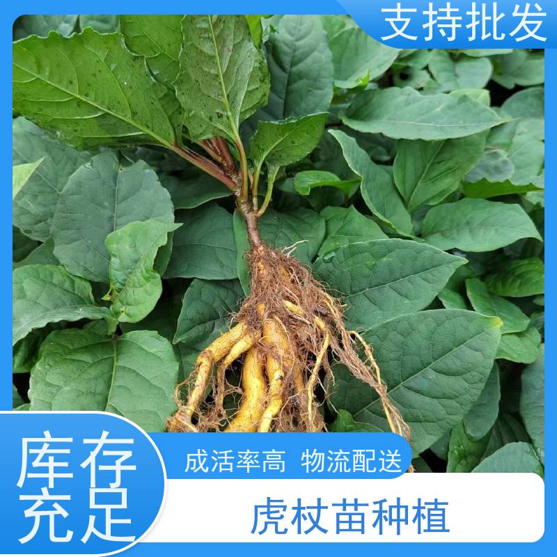 梵丰 虎杖苗 根须发达耐旱耐寒 成活率高 常绿植物