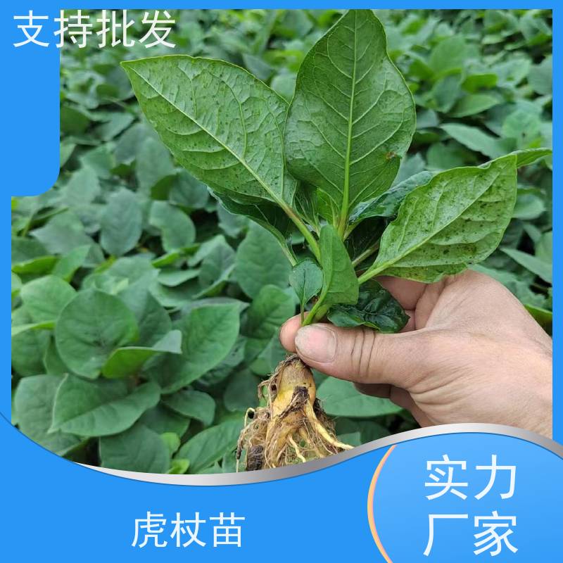 梵丰1号 虎杖用途 酸汤杆苗 花斑竹酸筒杆 性价比高 品质好