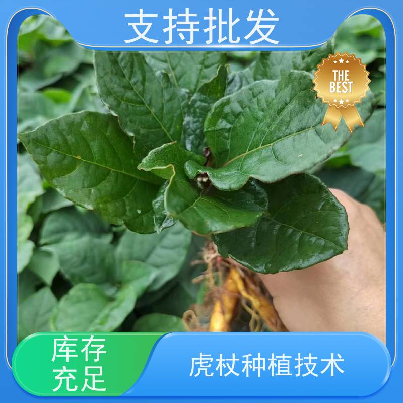 梵丰 虎杖苗 根须发达耐旱耐寒 家庭园艺 应用场景广泛