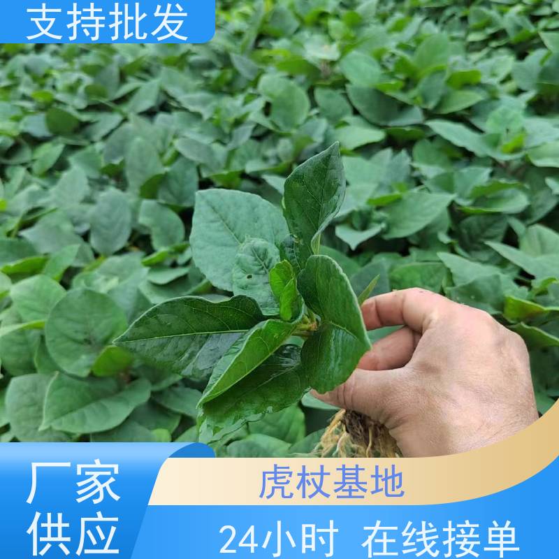 梵丰 虎杖苗种植 酸汤杆苗 花斑竹酸筒杆 基地直发 批发