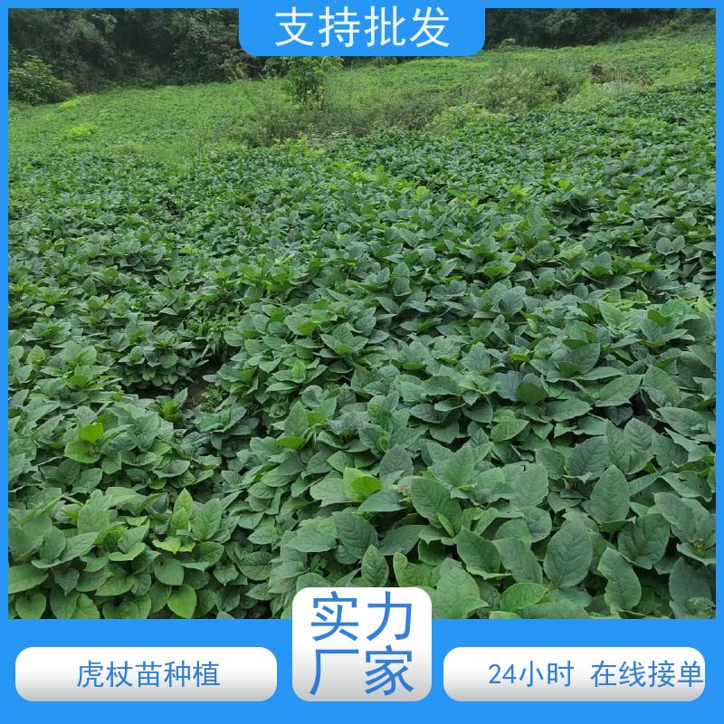 梵丰 虎杖基地 庭院绿化常绿苗木 性价比高 品质好