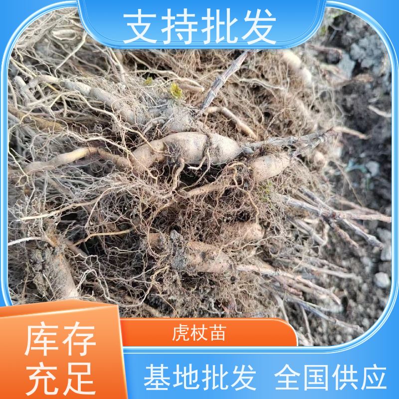 梵丰 人工培育虎杖苗 大小苗种苗 中药材 阴凉处储存