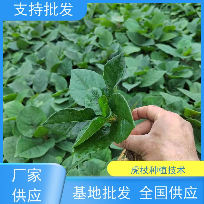 梵丰 虎杖产地 庭院别墅观赏性绿植 盆栽耐寒易活苗
