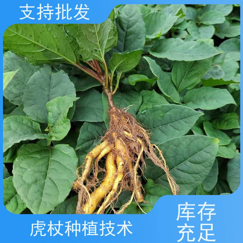梵丰 虎杖苗 大小苗种苗 中药材 属多年生草本植物