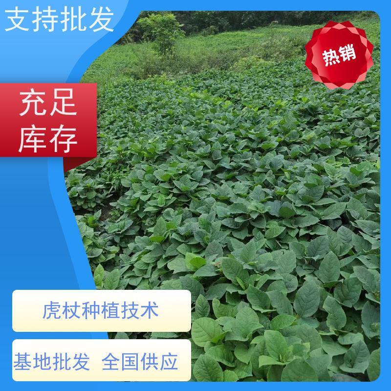 梵丰 虎杖 根须发达耐旱耐寒 属多年生草本植物