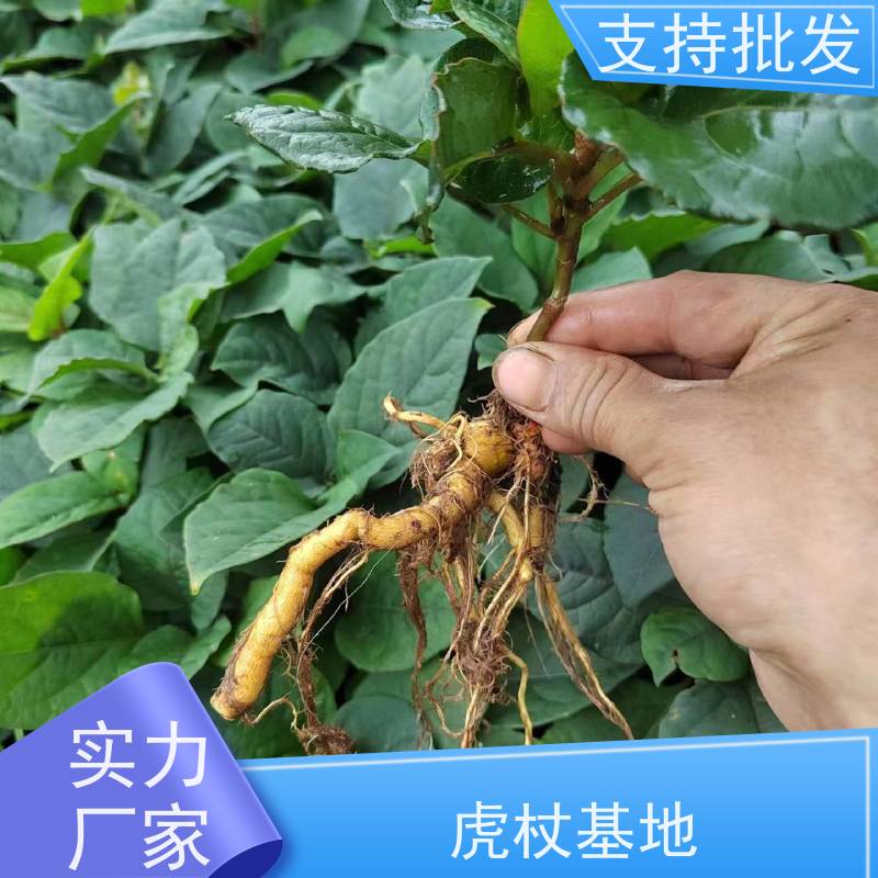 梵丰1号 虎杖驯化苗 庭院绿化常绿苗木 盆栽耐寒易活苗