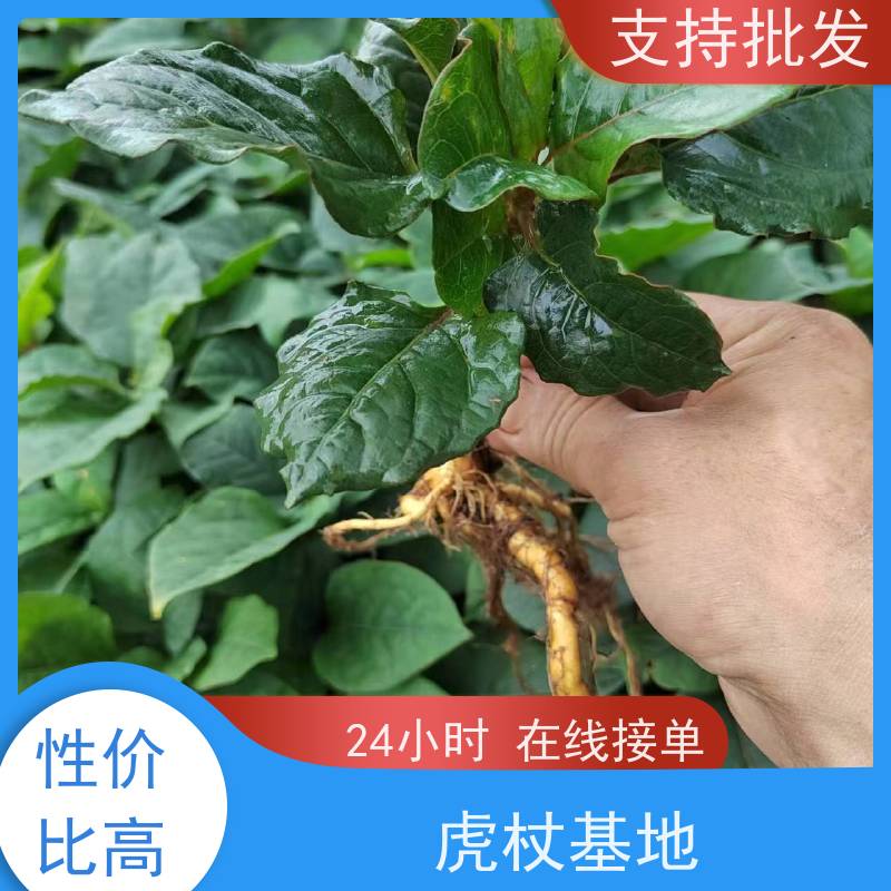 梵丰 虎杖 大小苗种苗 基地供应 成活率高 常绿植物