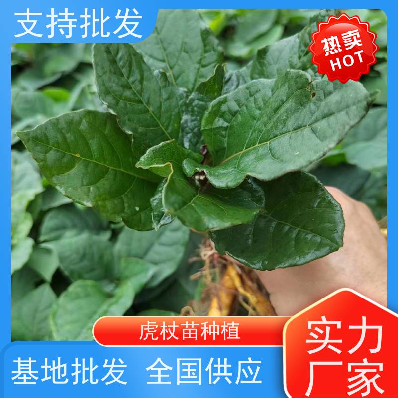 梵丰1号 虎杖回收 景区园林绿化造景工程苗 欢迎来电洽谈