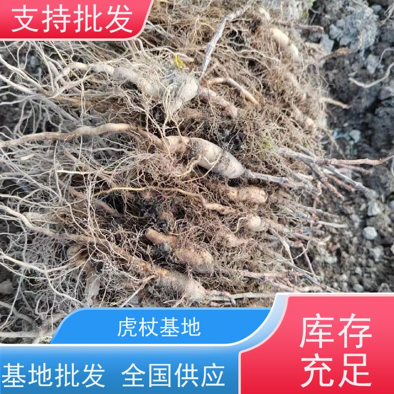 梵丰 虎杖用途 虎丈大叶植物水培净化 欢迎来电洽谈