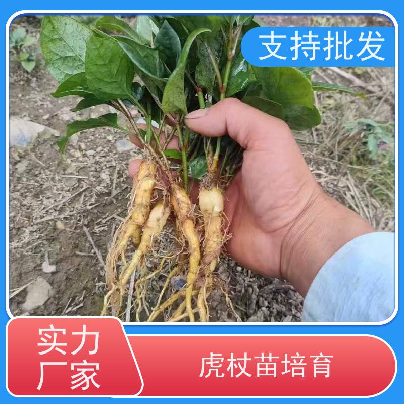 梵丰1号 虎杖驯化 景区园林绿化造景工程苗 基地直发
