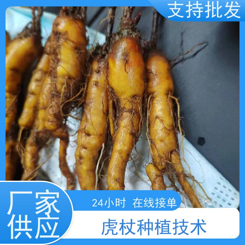 梵丰 虎杖种植 大小苗种苗 基地供应 阴凉处储存