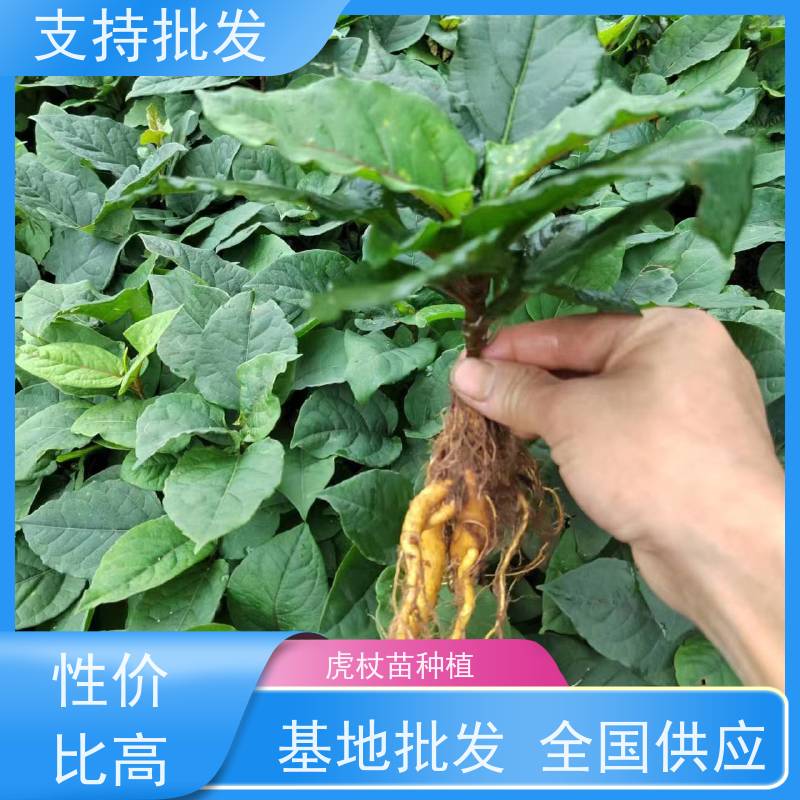 梵丰 虎杖苗 景区园林绿化造景工程苗 在线接单 物流配送 