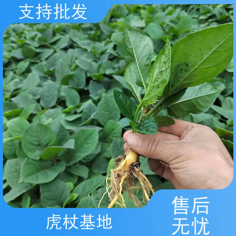 梵丰 虎杖驯化苗 大小苗种苗 基地供应 产量高 品质好