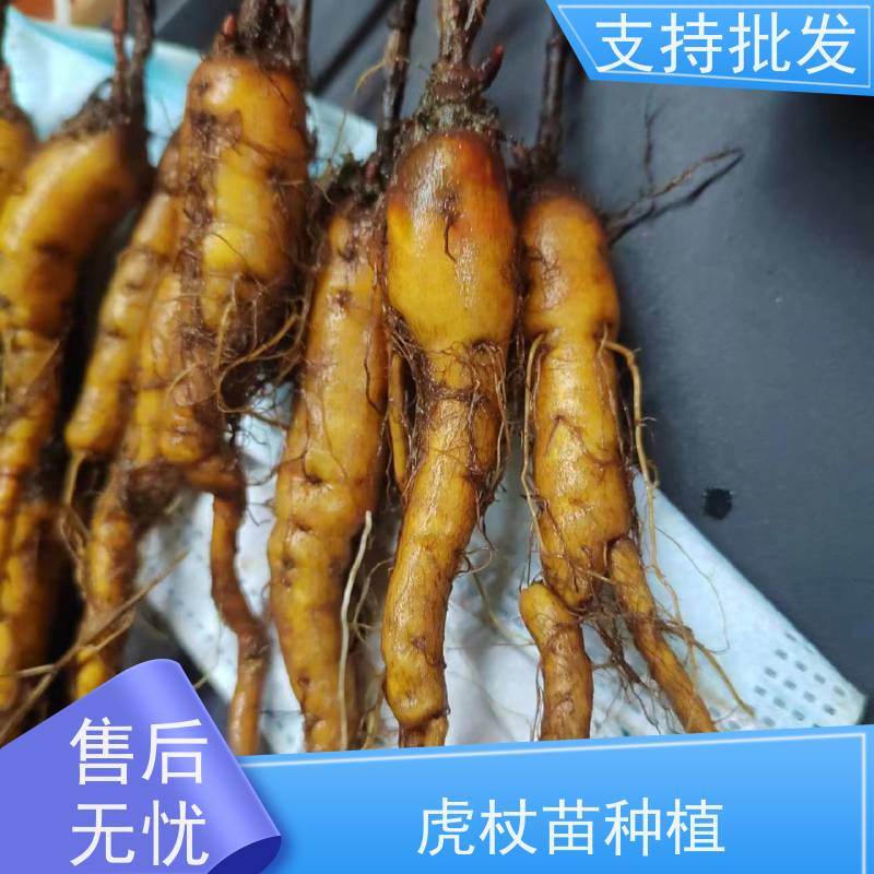 梵丰 虎杖 大小苗种苗 中药材 属多年生草本植物