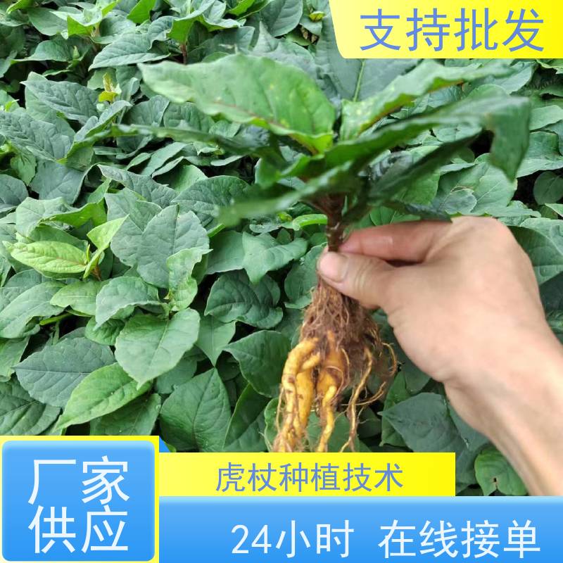 梵丰1号 虎杖苗产地 苦杖黄芽杆 黄地榆中药材可食 盆栽耐寒易活苗