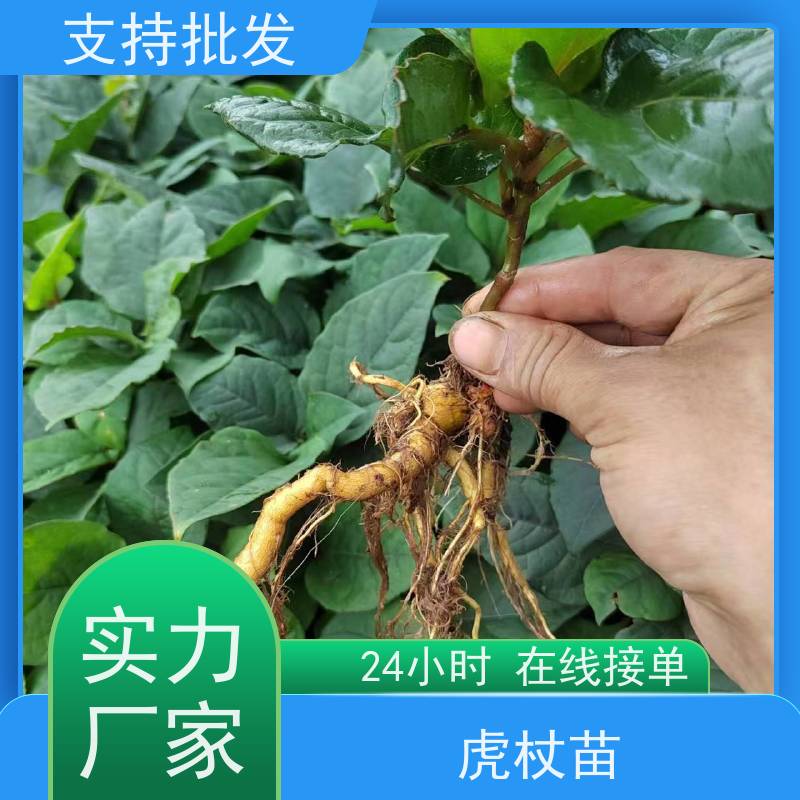 梵丰 虎杖回收 大小苗种苗 中药材 属多年生草本植物