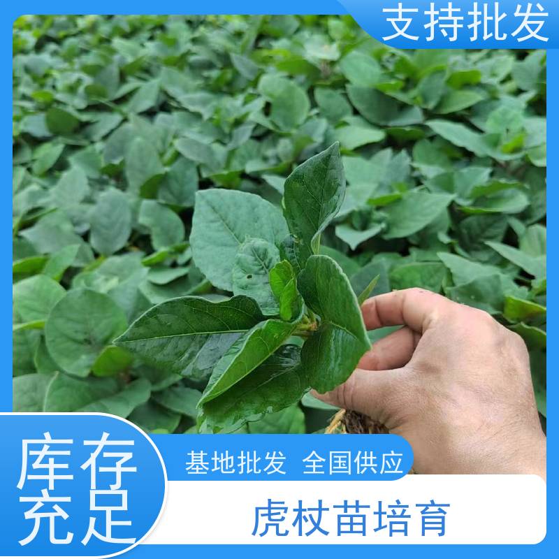 梵丰1号 虎杖驯化苗 落叶性绿色系 欢迎来电洽谈