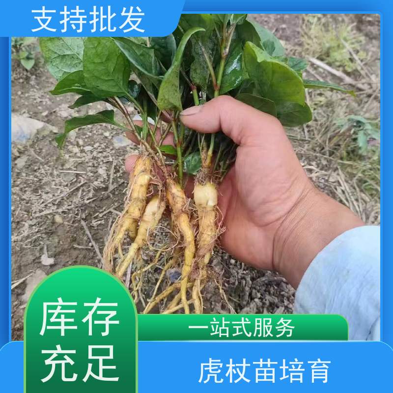 梵丰1号 虎杖苗种植 庭院别墅观赏性绿植 欢迎来电洽谈