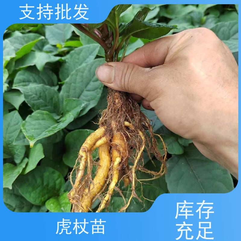 梵丰 虎杖产地 大小苗种苗 中药材 属多年生草本植物