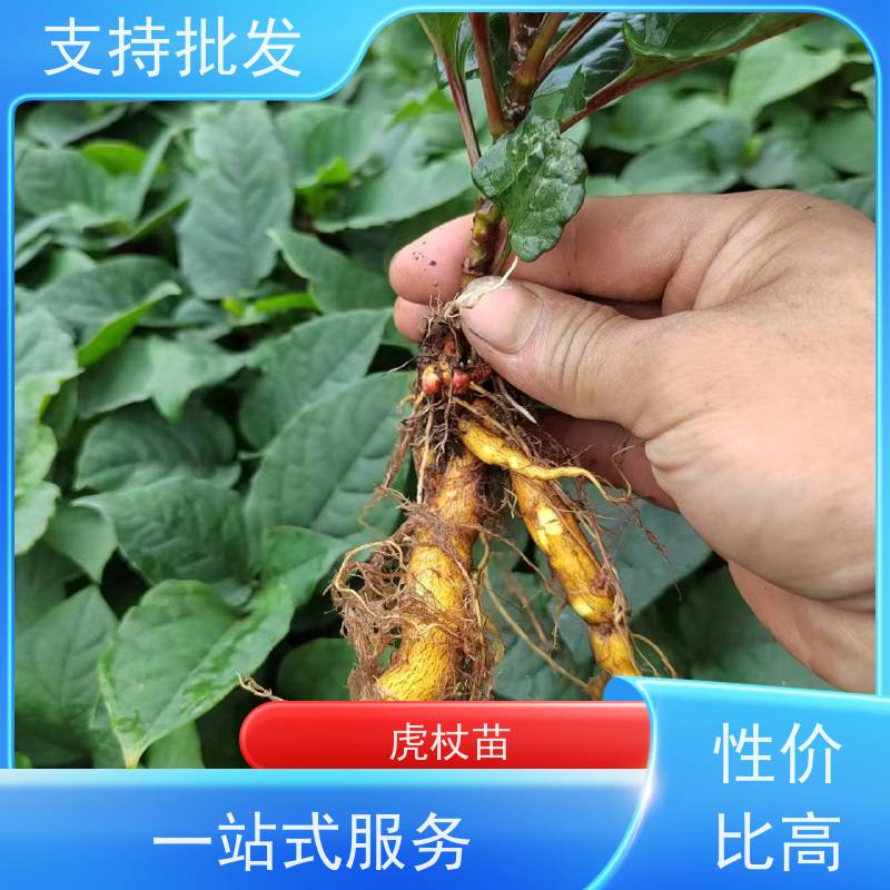 梵丰1号 虎杖基地 落叶性绿色系 性价比高 品质好
