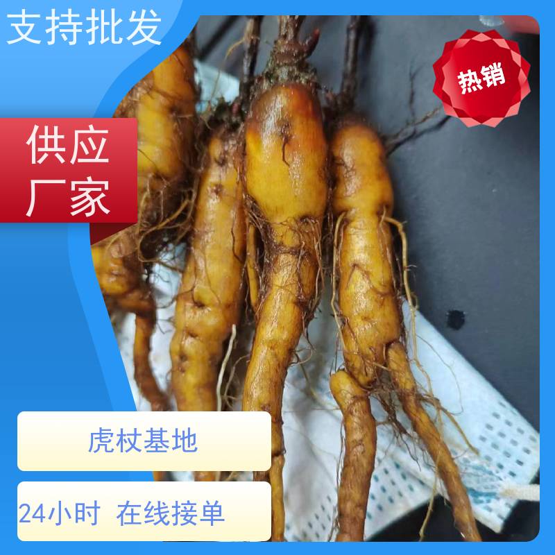 梵丰 虎杖驯化种子 根须发达耐旱耐寒 产量高 品质好