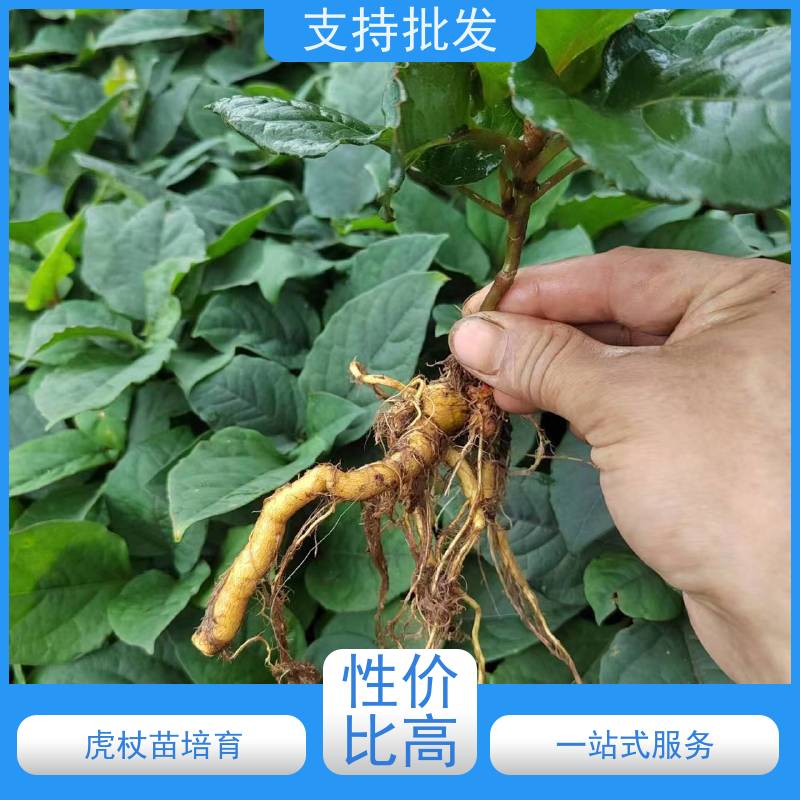 梵丰 虎杖苗种植 根须发达耐旱耐寒 产量高 品质好