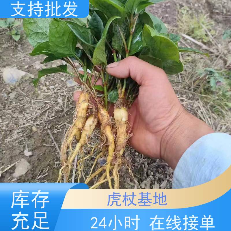 梵丰1号 虎杖苗 根须发达耐旱耐寒 家庭园艺 应用场景广泛