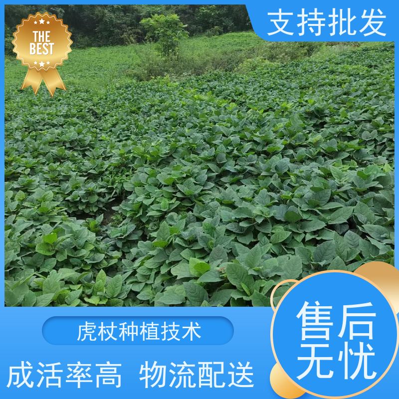 梵丰1号 虎杖苗 大小苗种苗 中药材 家庭园艺 应用场景广泛