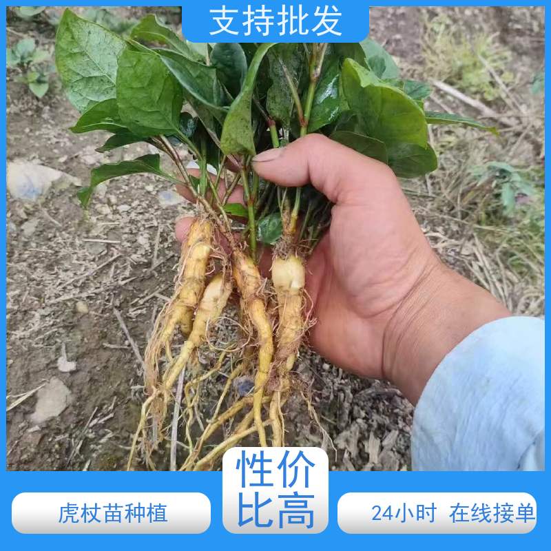 梵丰1号 虎杖片 酸梗子多年生 落叶绿植物庭院 阳台 盆栽耐寒易活苗