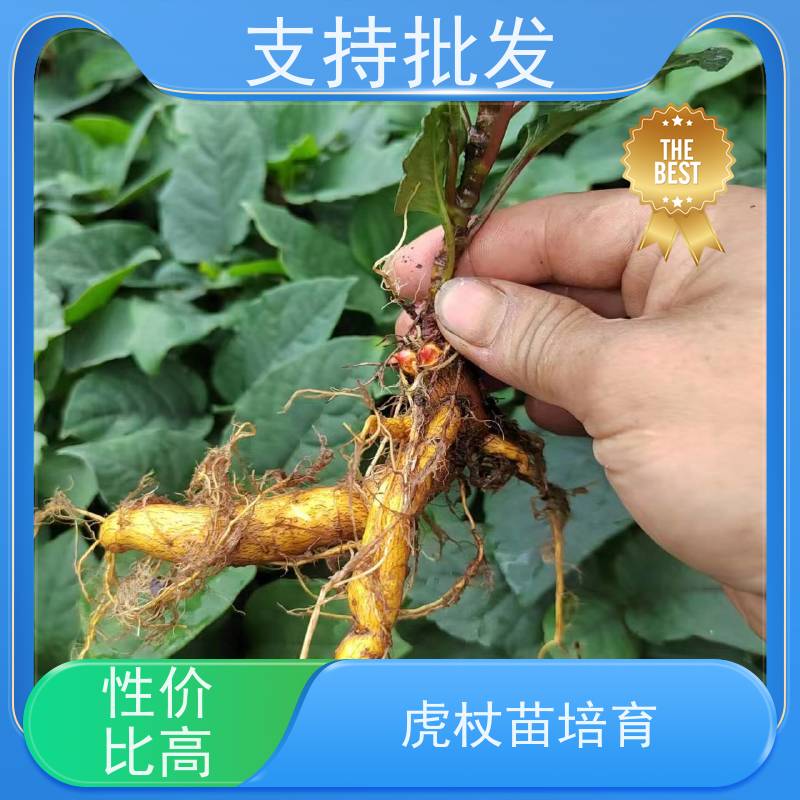 梵丰 虎杖用途 苦杖黄芽杆 黄地榆中药材可食 库存充足 成活率高