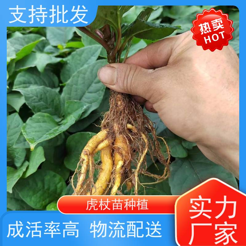 梵丰1号 虎杖驯化苗 根须发达耐旱耐寒 种植技术分享