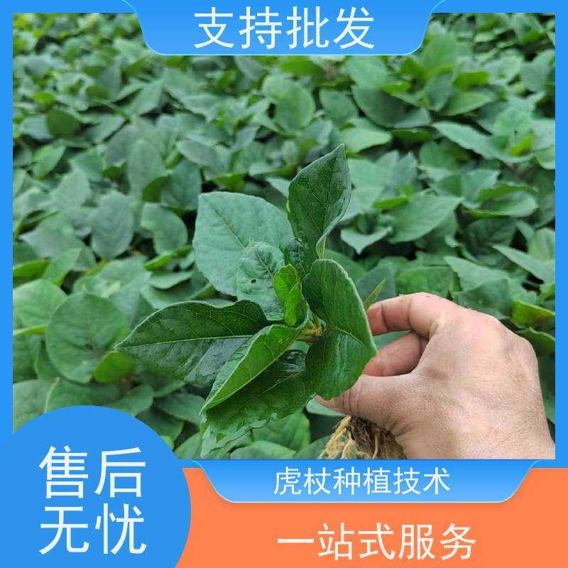梵丰1号 虎杖驯化种子 大小苗种苗 中药材 属多年生草本植物