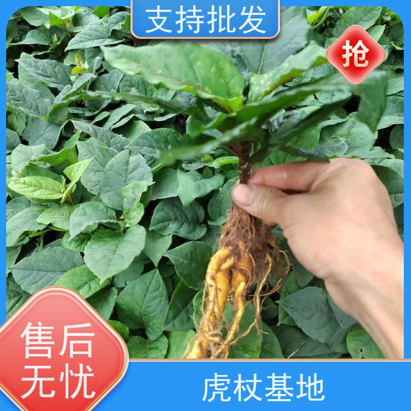 梵丰1号 虎杖种子 景区园林绿化造景工程苗 欢迎来电洽谈