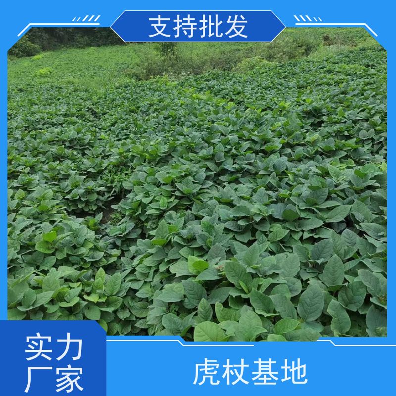 梵丰1号 虎杖施肥 大小苗种苗 中药材 属多年生草本植物