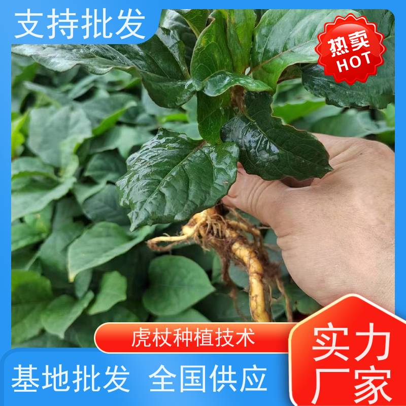 梵丰1号 虎杖产地 大小苗种苗 基地供应 属多年生草本植物