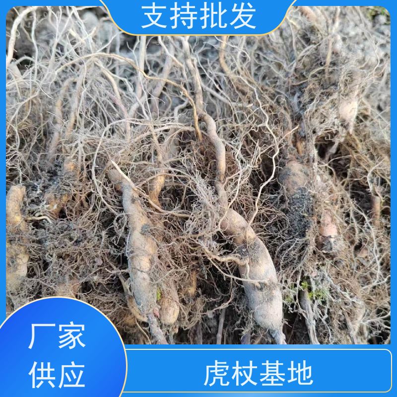 梵丰1号 虎杖苗种植 现挖 可盆栽 酸筒杆花斑竹 长期供应 诚信经营