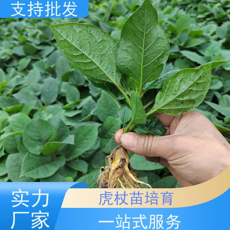 梵丰1号 虎杖驯化种子 中药材苗容易种活 盆栽耐寒易活苗