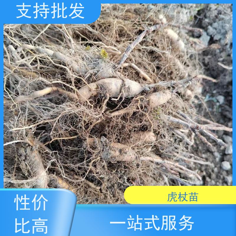 梵丰 虎杖施肥 酸梗子多年生 落叶绿植物庭院 阳台 库存充足 成活率高