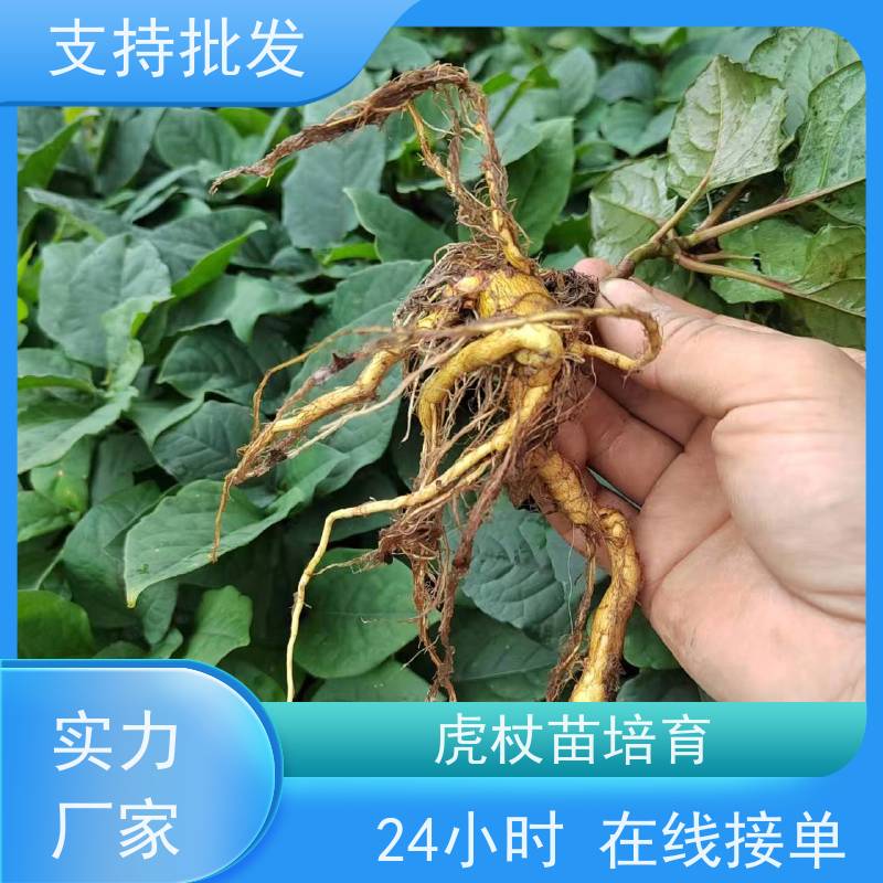 梵丰 虎杖育苗 大小苗种苗 中药材 种植技术分享