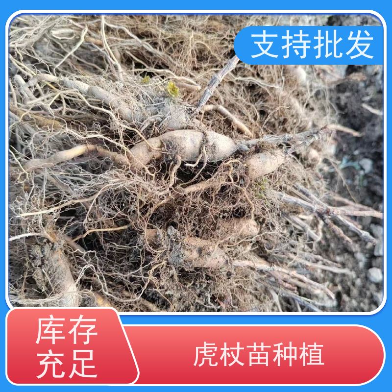 梵丰1号 虎杖基地 酸梗子多年生 落叶绿植物庭院 阳台 性价比高 品质好