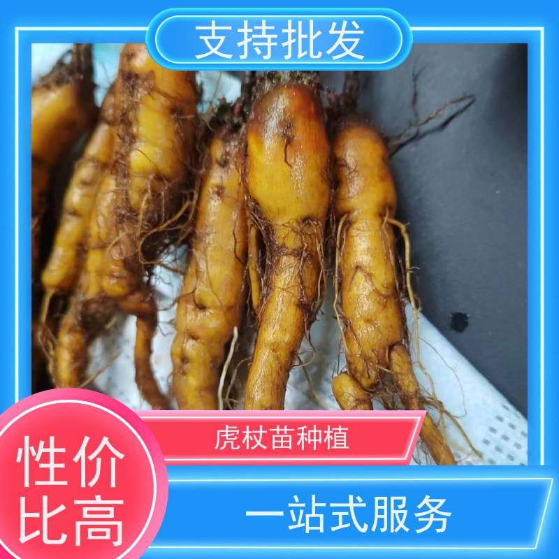 梵丰 人工培育虎杖苗 多年生 草本植物 现挖酸筒杆苗 库存充足 厂家供应