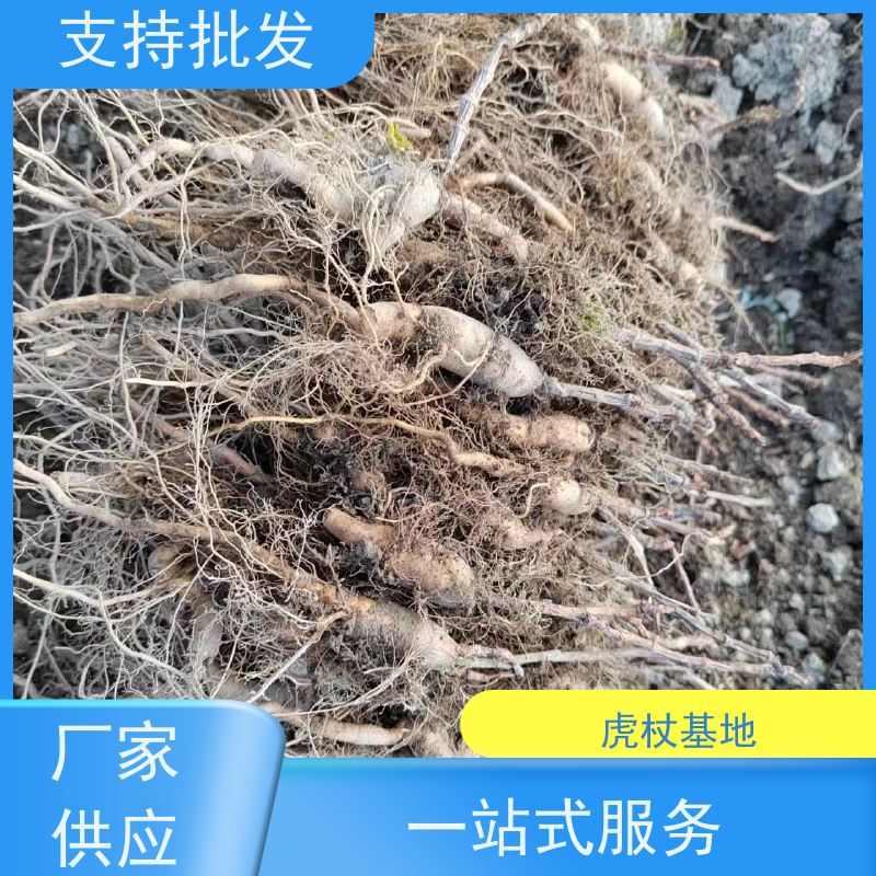 梵丰 虎杖苗培育 大小苗种苗 基地供应 阴凉处储存
