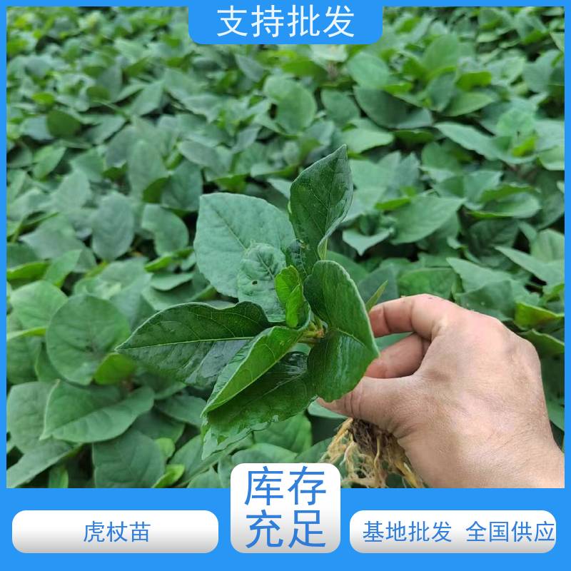 梵丰1号 虎杖育苗 大小苗种苗 基地供应 家庭园艺 应用场景广泛