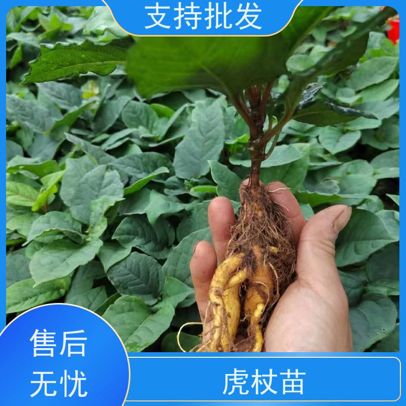 梵丰1号 虎杖产地 苗酸汤杆苗 花斑竹酸筒杆 库存充足 厂家供应