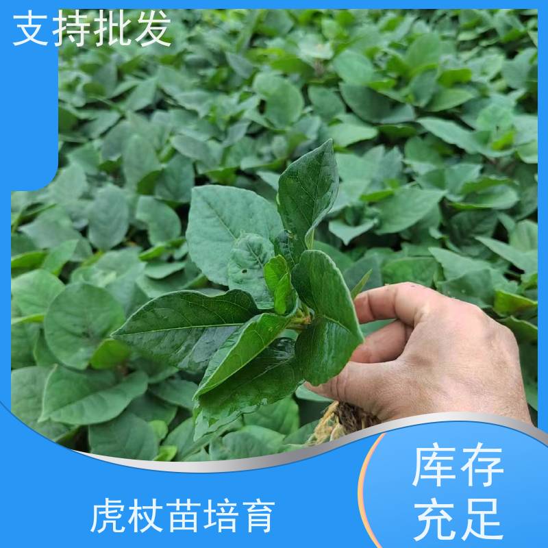 梵丰1号 虎杖片 大小苗种苗 中药材 苗圃产地 品质保证